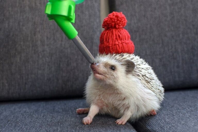 Can Hedgehogs Use Water Bottles? The Best Option In Our Experience