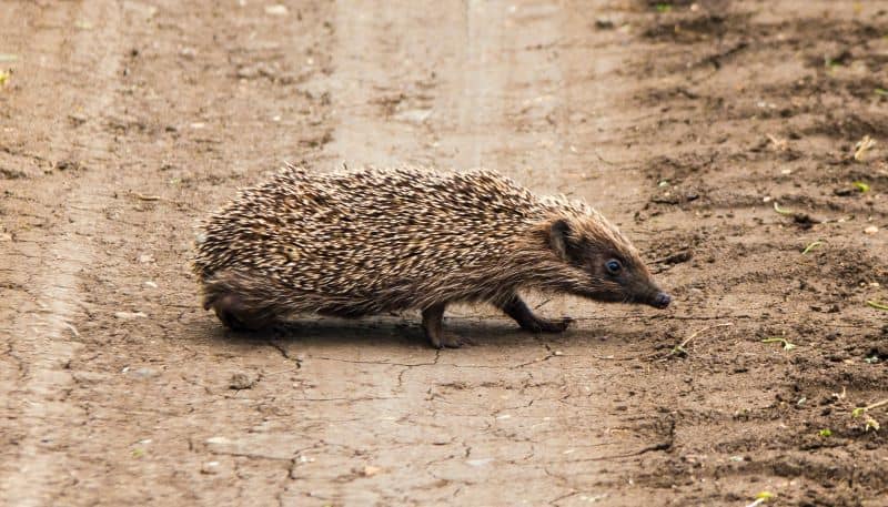hedgehog walks in the open but Can Hedgehogs Wear Harnesses?