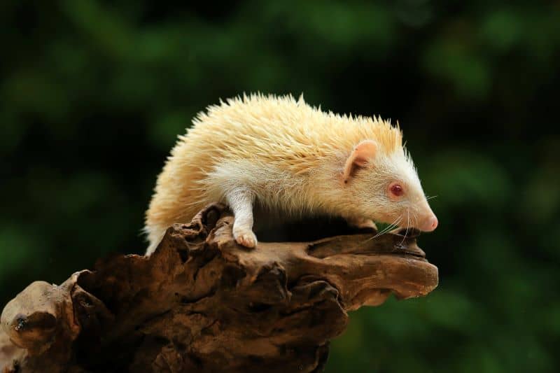 African Pygmy hedgehog on a tree branch but Can I Touch A Wild Hedgehog With Bare Hands?
