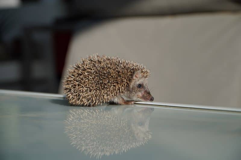 hedgehog moving indoors but Can hedgehogs and rabbits share the same house?