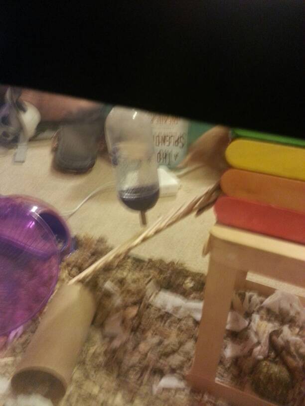 DIY Toys for hedgehogs