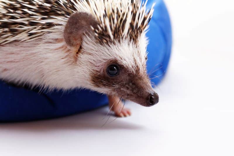 hedgehog with blue plastic container behind but Do Caged Hedgehogs Need Dig Boxes?