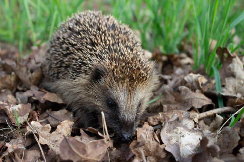 hedgehog in thick piles of leaves but Do Hedgehogs Burrow?