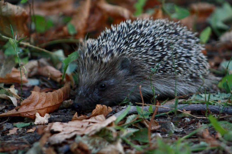wild hedgehog resting in the woods as property owner asks Do Hedgehogs Detach their Quills?