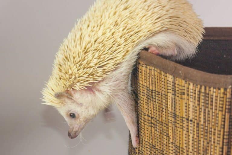 Do Hedgehogs Have Tails? Petstant