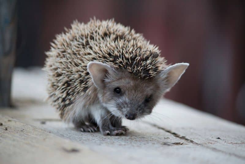 hedgehog up close as owner asks Do Hedgehogs Stink?