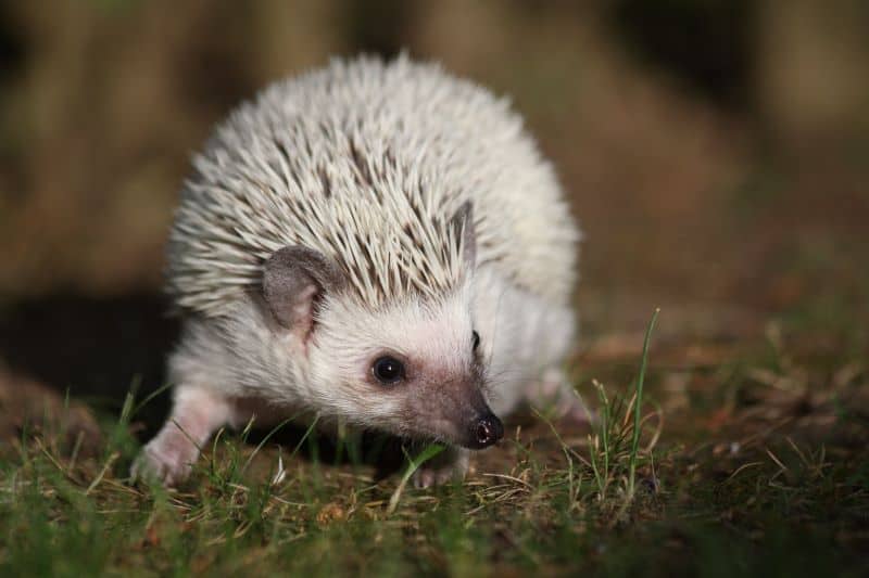 African Pygmy hoglet on the ground as prospective buyer asks owner Do You Practice Ethical Breeding?