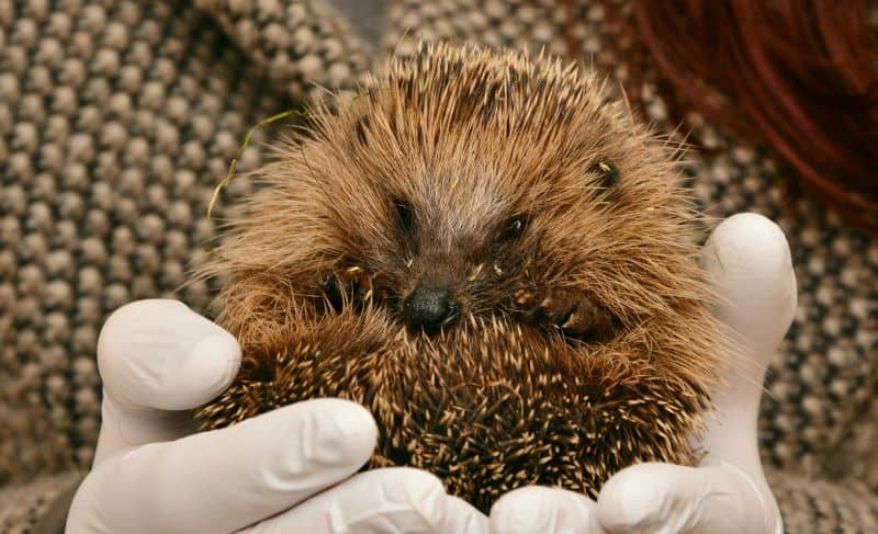 adult hedgehog held in the hands but Do hedgehogs hurt to hold?