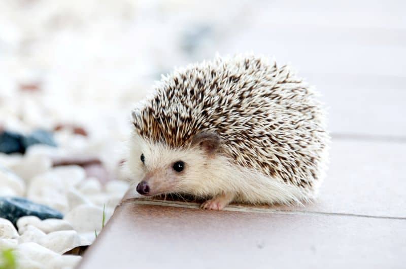 hoglet on a leather surface