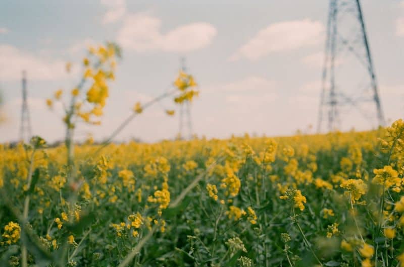 blooming flowers in the summer