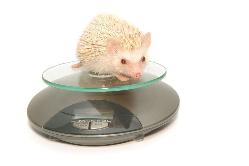 hedgehog on a weight scale as owner wonders How Big Do Hedgehogs Get?