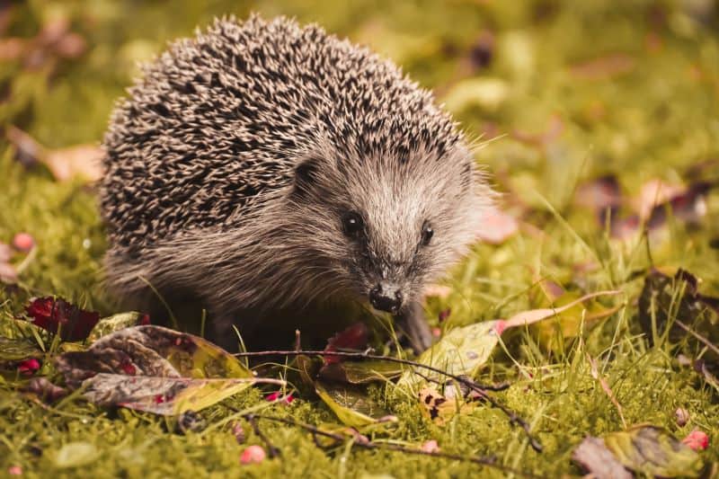hedgehog in the woods comes out during daytime but How Do You Know If A Hedgehog Needs Help?