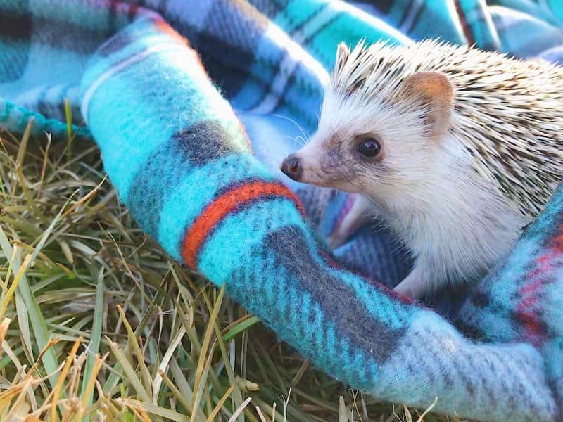 hedgehog on a clean rag after owner seeks inquires How Do You Take Hedgehogs For Walks?