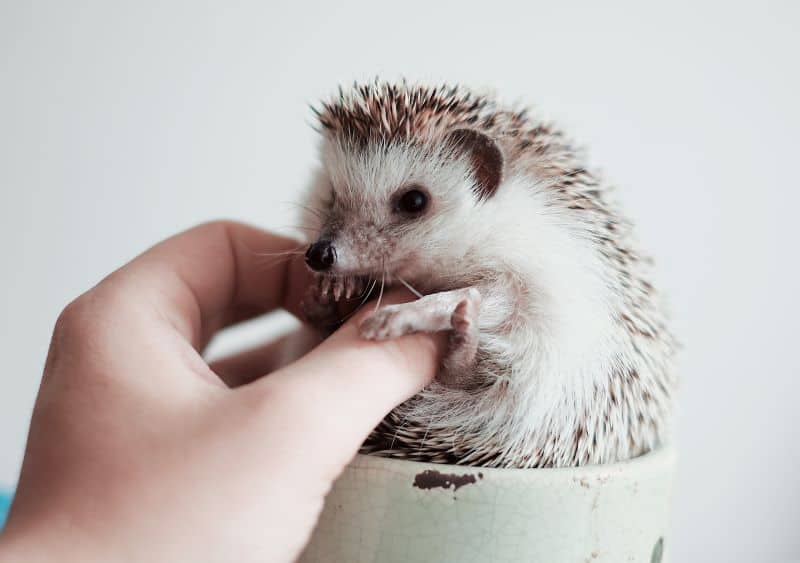 human plays with African Pygmy Hedgehog