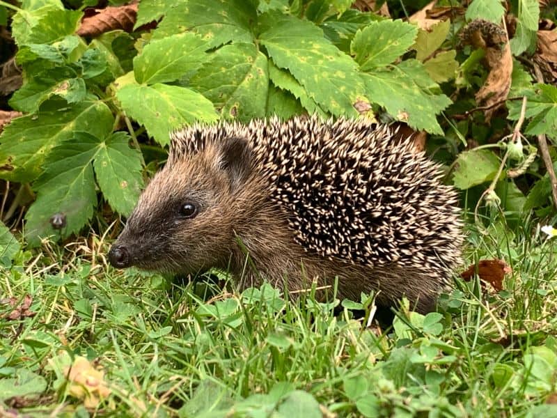 hedgehog roaming in the woods with sharp spines