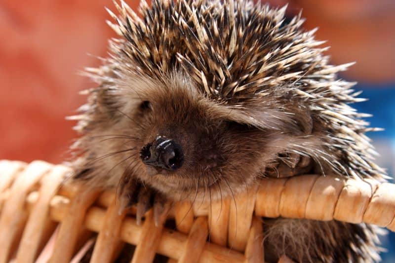 hedgehog resting on wooden basket