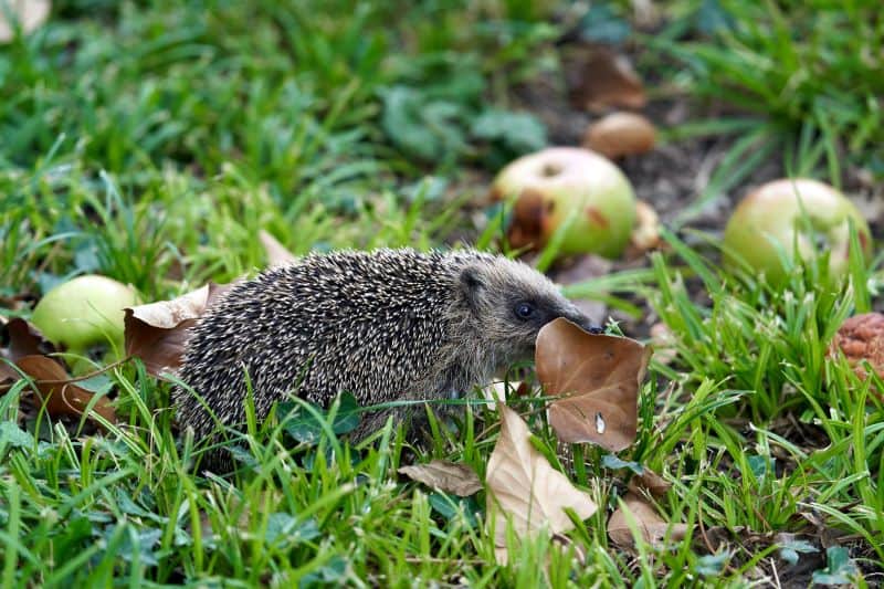 hedgehog in the woods suffering from malnutrition