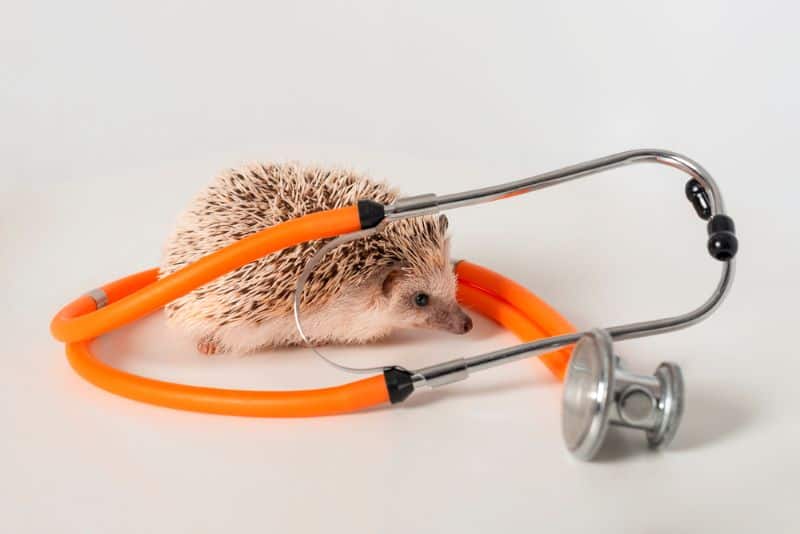 hedgehog with stethoscope in the background as owner wonders what Mammary Gland Tumors in Hedgehogs are