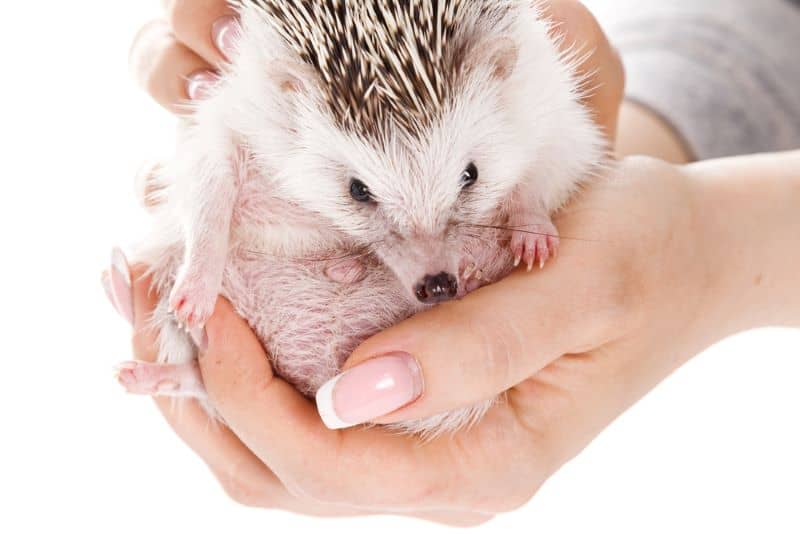 hedgehog in the arms of a woman