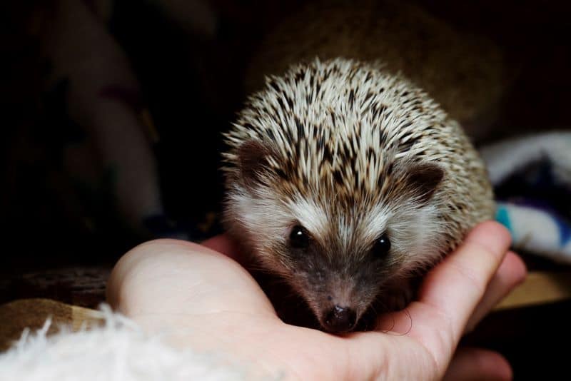 human handles a hoglet as she prepares Questions for Hedgehog Breeders Before her Order