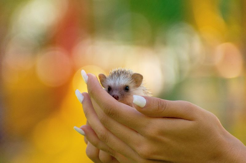african pygmy hedgehog being handled by stranger