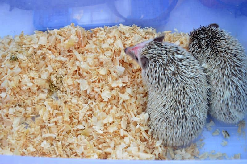 2 hedgehogs in their cage with wood shavings