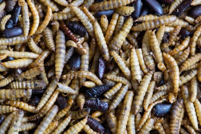 Should I Feed Hedgehogs Mealworms? Petstant