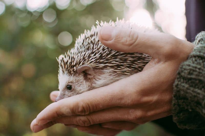 hedgehog in the palm of owner
