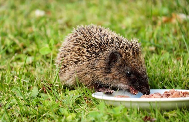 hedgehog eating cat food in a plate