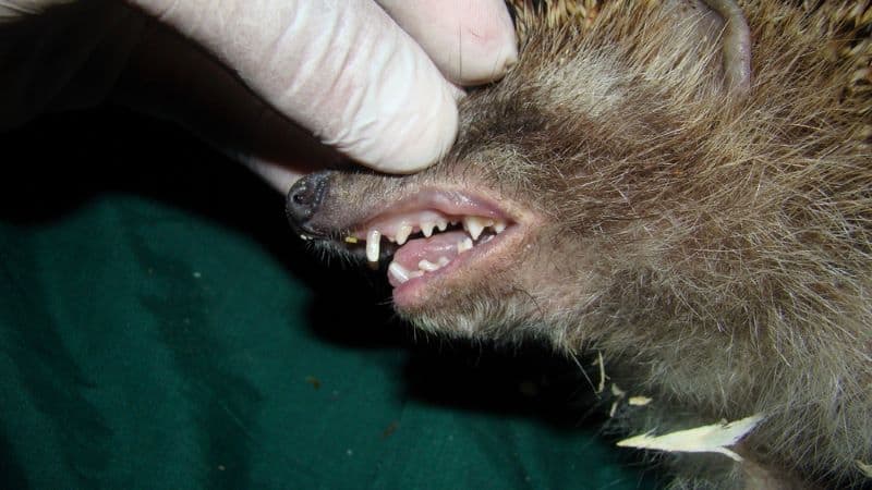 hedgehog being examined for cancer as curious owners what the best Treatment Options for Cancer in Hedgehogs are