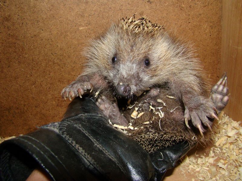 hedgehog being examined with thick protective gloves