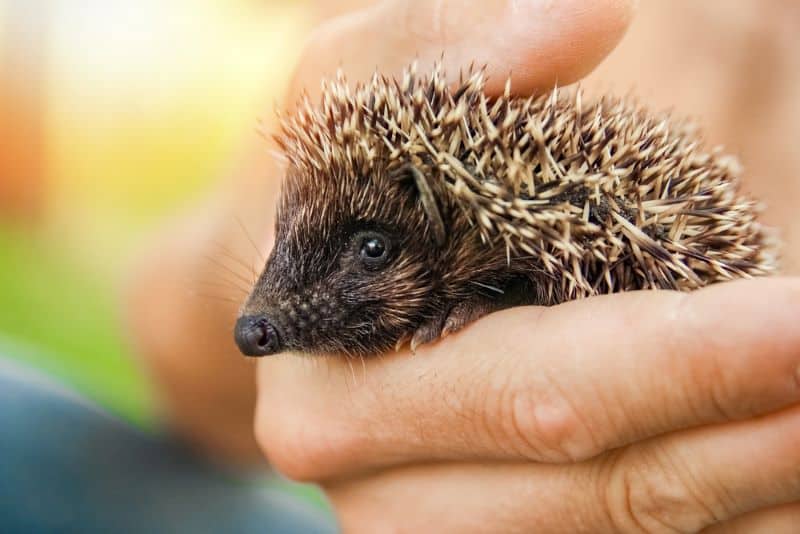 hoglet in the arms of a hedgehog as owners asks What Are The Pros and Cons of Having a Hedgehog?