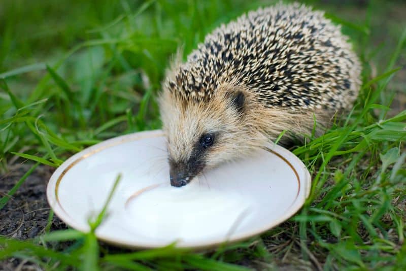 hedgehog enjoying milk in the garden as the gardener wonders What Happens If Hedgehogs Drink Milk?