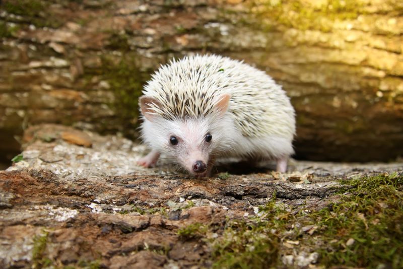 4 month old African Pygmy Hedgehog in the woods
