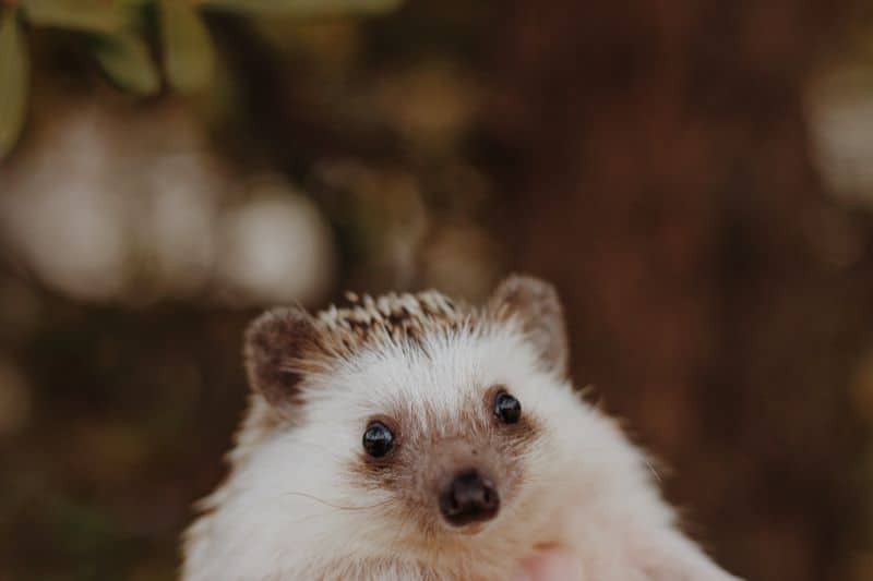 african pygymy hedgehog with bald patch but Why Are Hedgehogs Missing Quills On its Head?