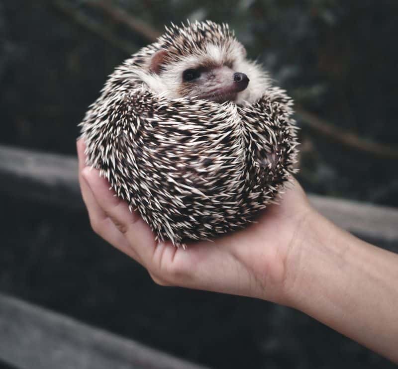 hedgehog rolls up in a ball