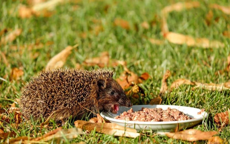 wild hedgehog enjoy cat food as gardener wonders Why Has My Hedgehog Stopped Coming?
