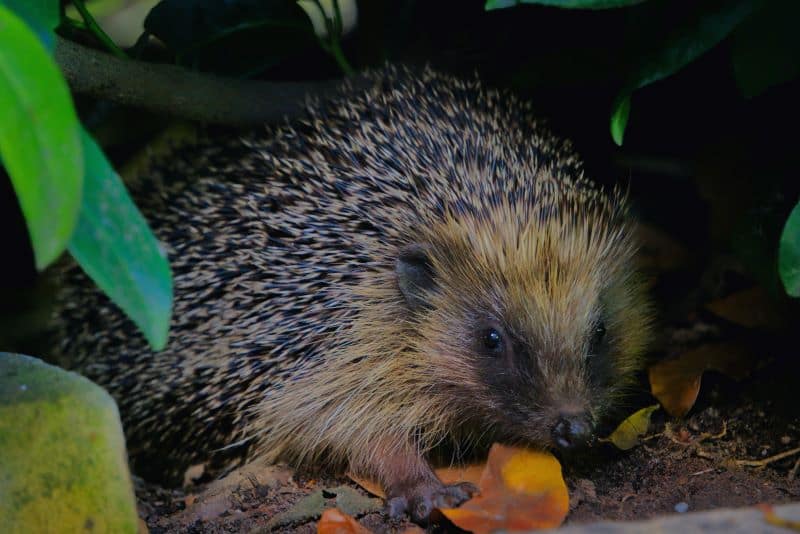 hedgehog reappears in a garden as property owner wonders Will A Hedgehog Come Back?
