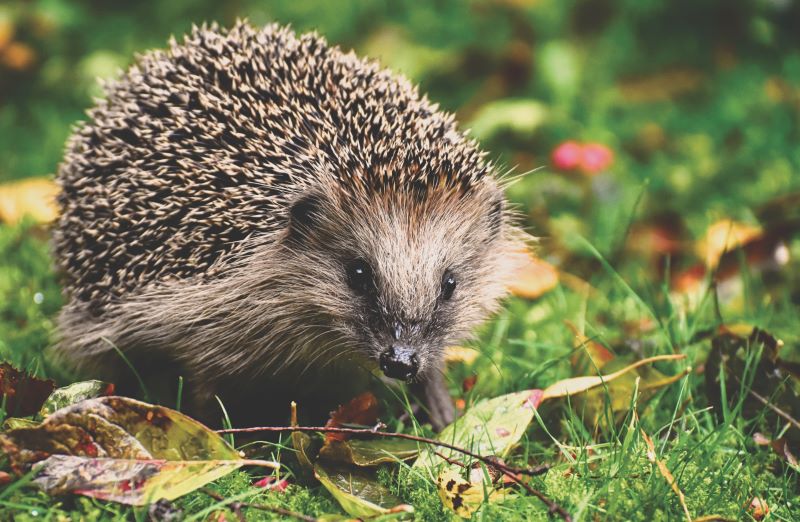 European hedgehog in the wild as owner asks are hedgehogs intelligent?