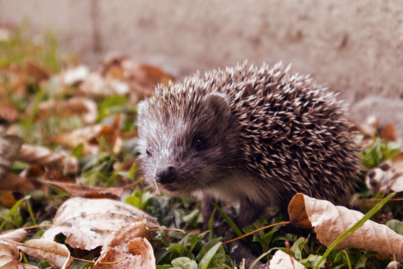 moody hedgehog in woodland