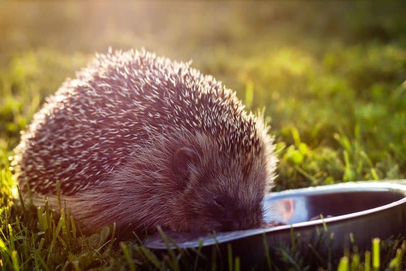 hedgehog eating from a food bowl in a backyard
