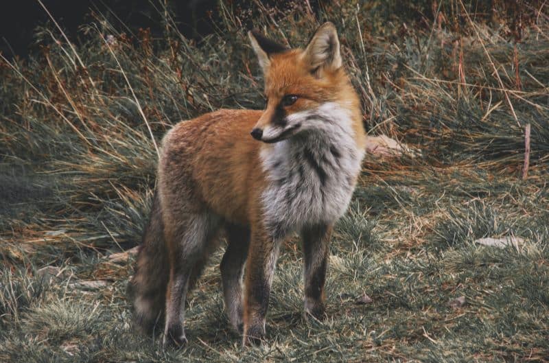 brown fox in the woods