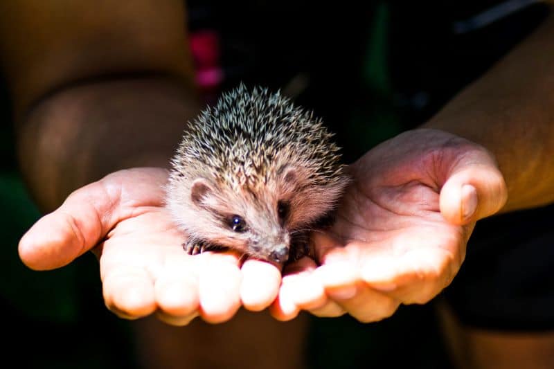 hedgehog rests calmly in the arms of an owner