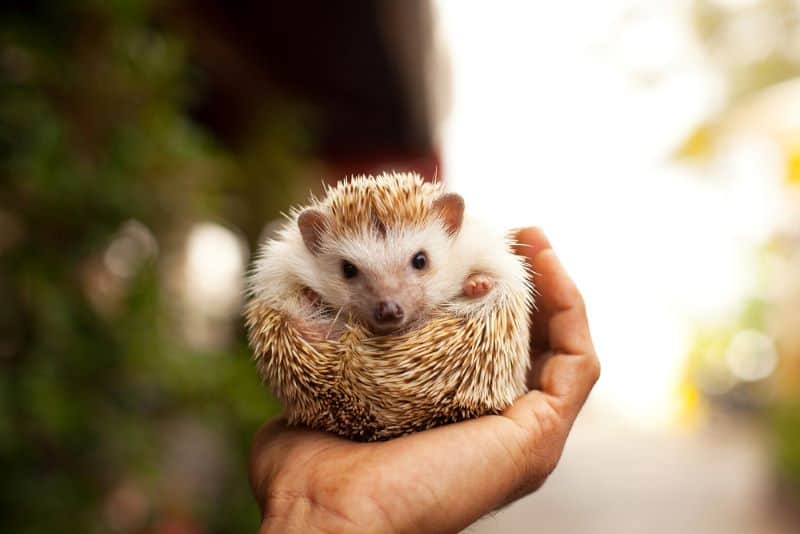 hedgehog coils up in an owner's arms