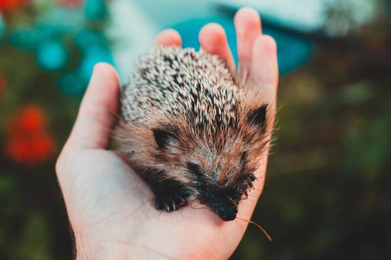 hedgehog socializing with owner