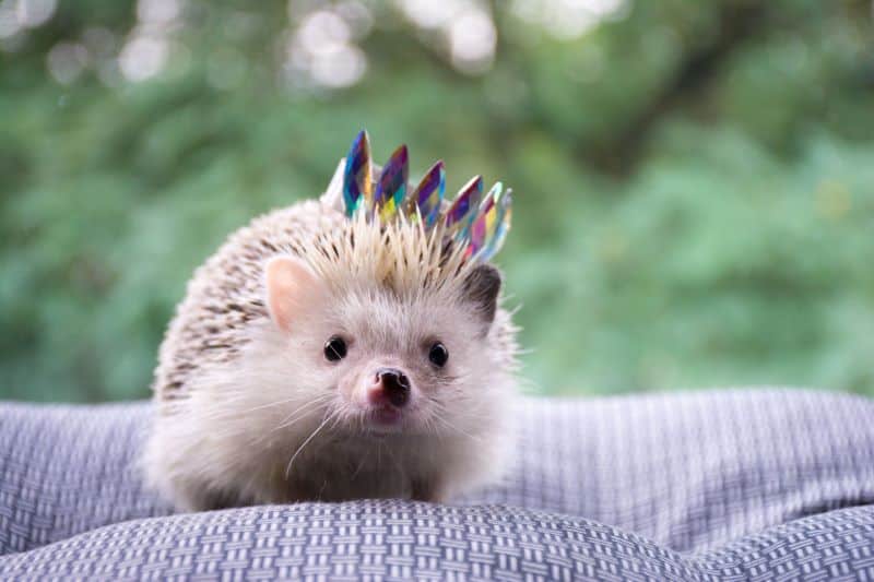 hedgehog with reverse mohawk on a fabric outdoors