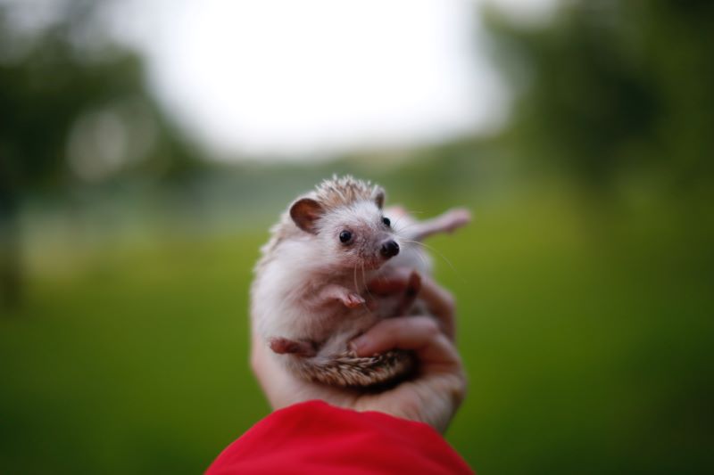 hedgehog socializing with owner