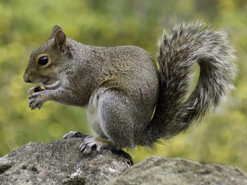 large squirrel in the forest