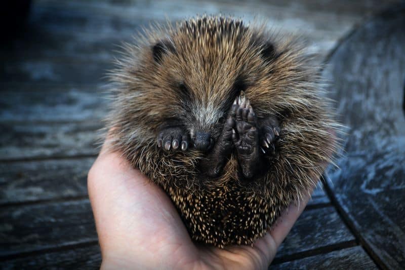 hedgehog in the owner's hands hibernating during winter