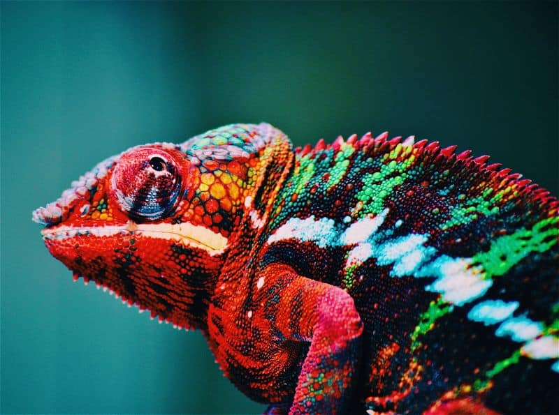 red colored chameleon